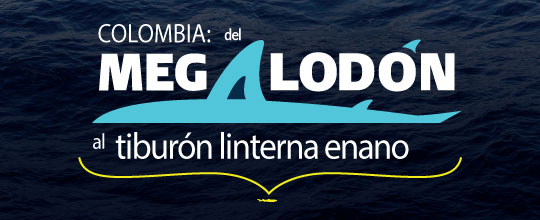 Colombia: Del Megalodón al Tiburón blanco