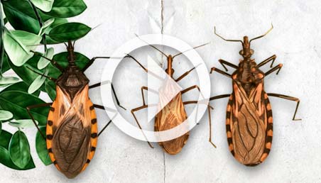 Illustrations of three insects that produce the Chagas disease