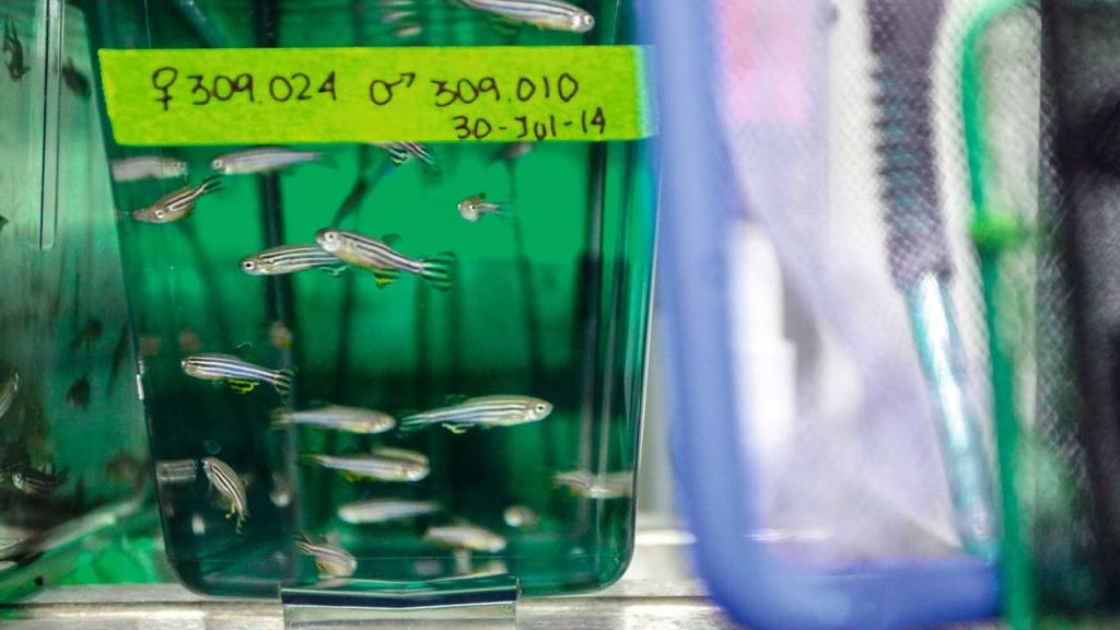 Black striped fish in a tank of green liquid