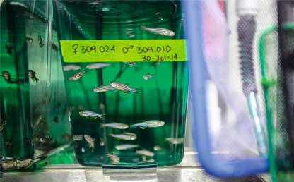 Black striped fish in a tank of green liquid